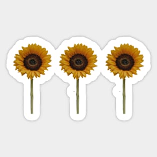 sunflowers sunflowers sunflowers Sticker